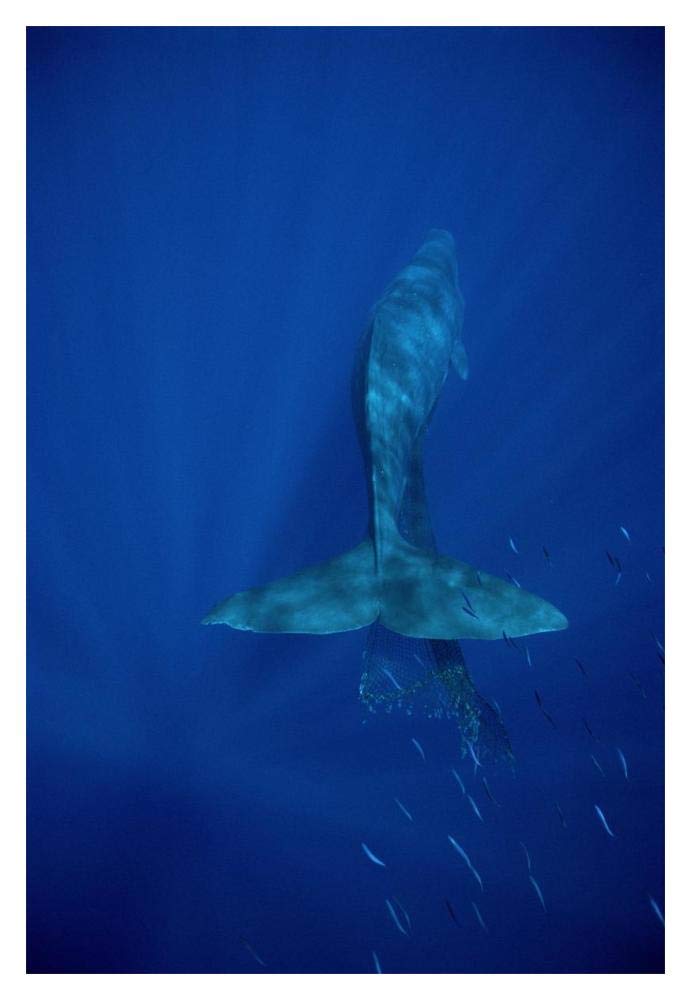 Sperm Whale entangled in net, Hawaii-Paper Art-14x20”