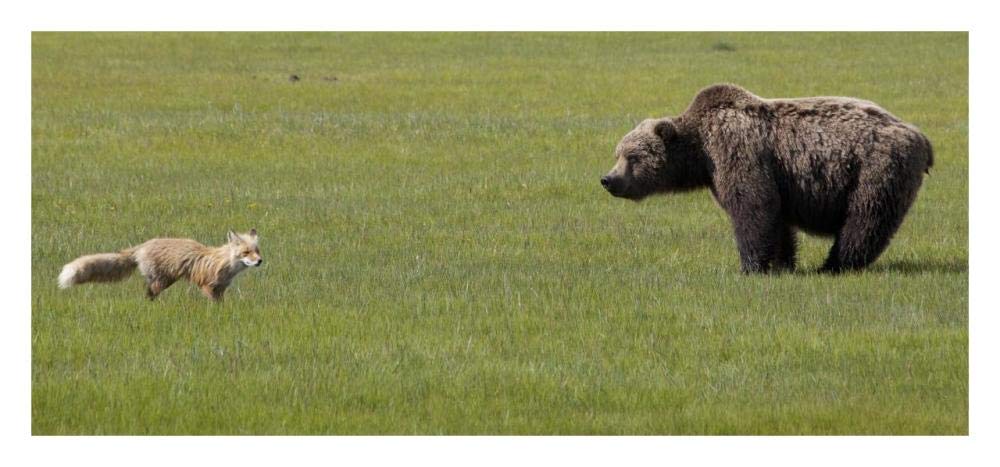 Red Fox and Grizzly Bear on sedge flats, Katmai National Park, Alaska-Paper Art-32x14.9”