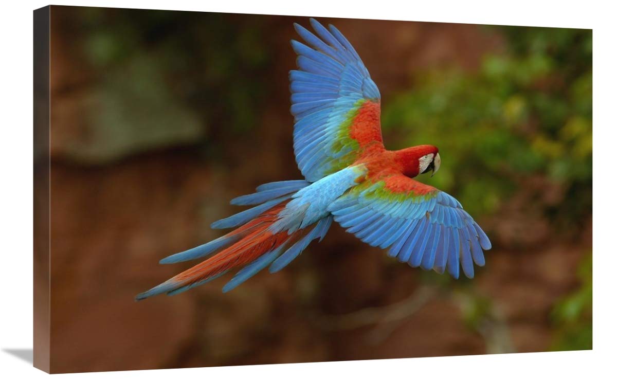 Red and Green Macaw flying, Mato Grosso do Sul, Brazil-Canvas Art-30x20”