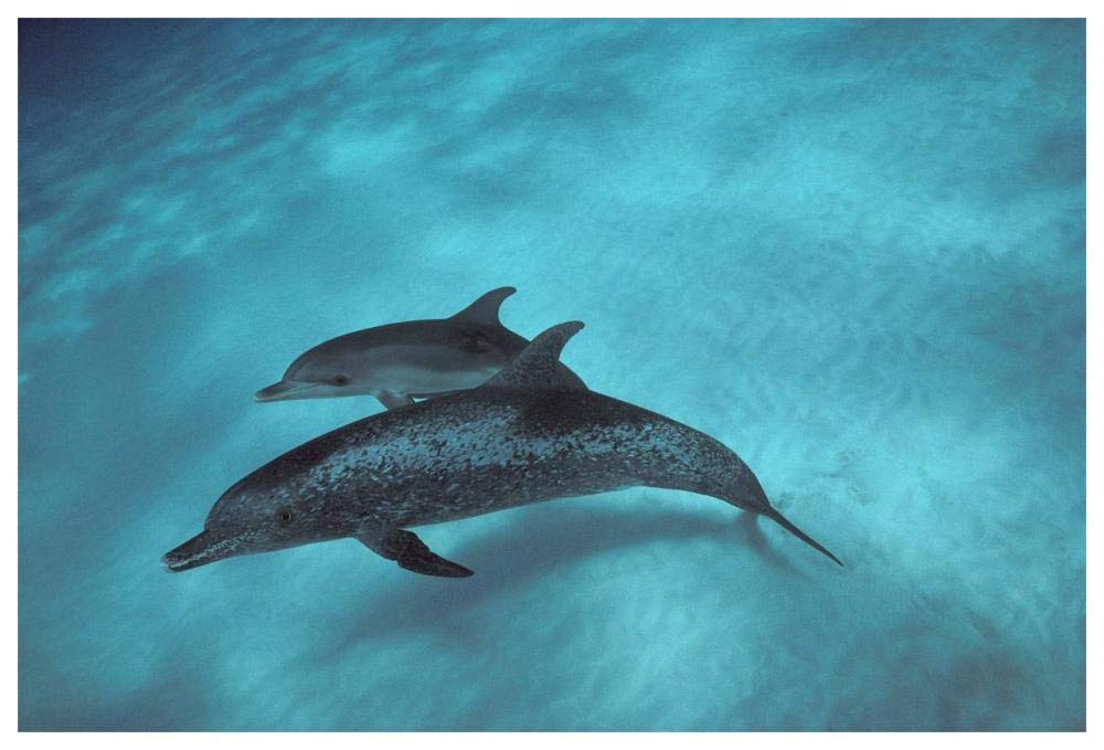 Atlantic Spotted Dolphin, pair underwater, Bahamas-Paper Art-62x42”