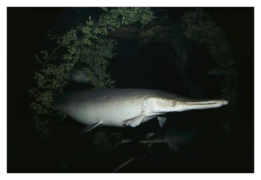 Alligator Gar-Paper Art-20x14”