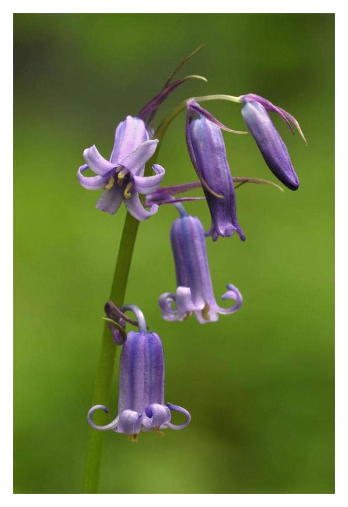 Close-up of Bluebell flower-Paper Art-14x20”