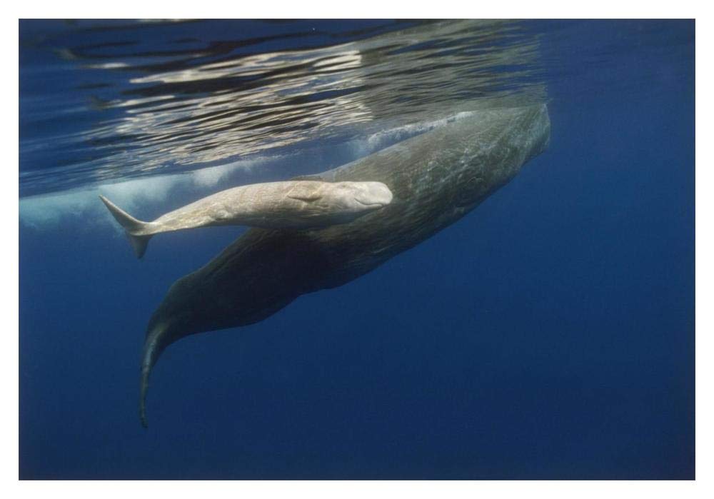 Sperm Whale mother and albino baby, swimming underwater, Portugal-Paper Art-20x14”