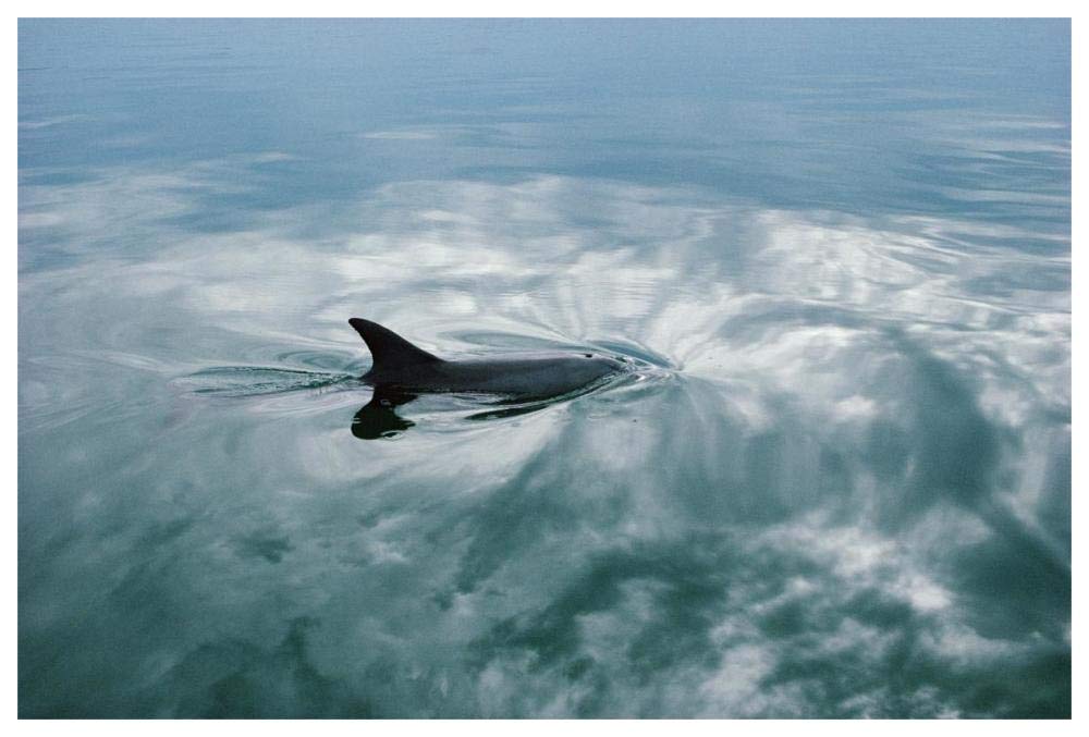 Bottlenose Dolphin surfacing, Shark Bay, Australia-Paper Art-62x42”
