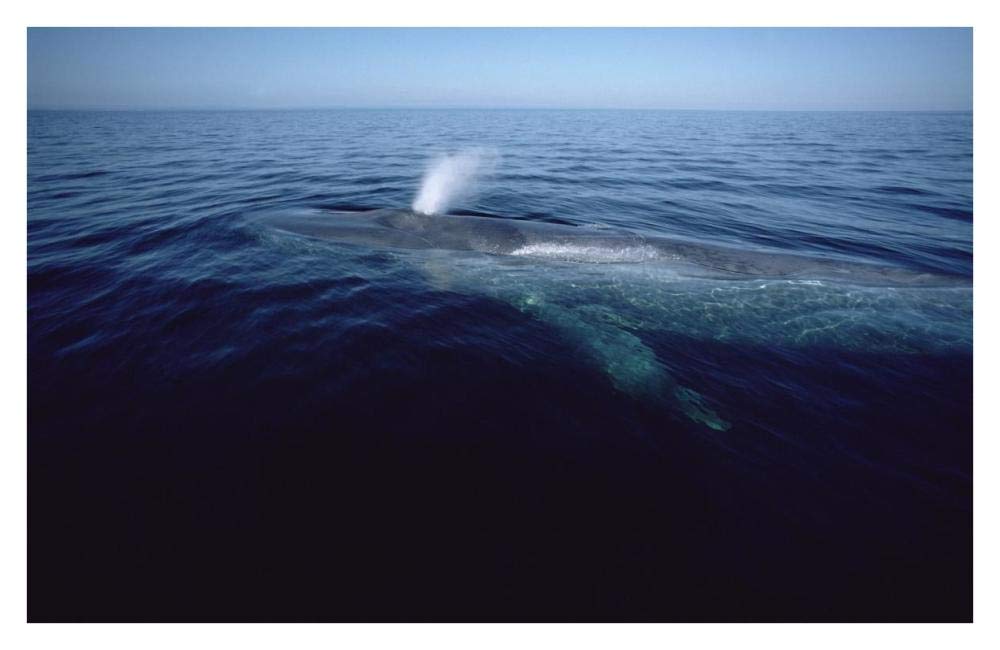Blue Whale spouting, Sea of Cortez, Mexico-Paper Art-38x24.68”