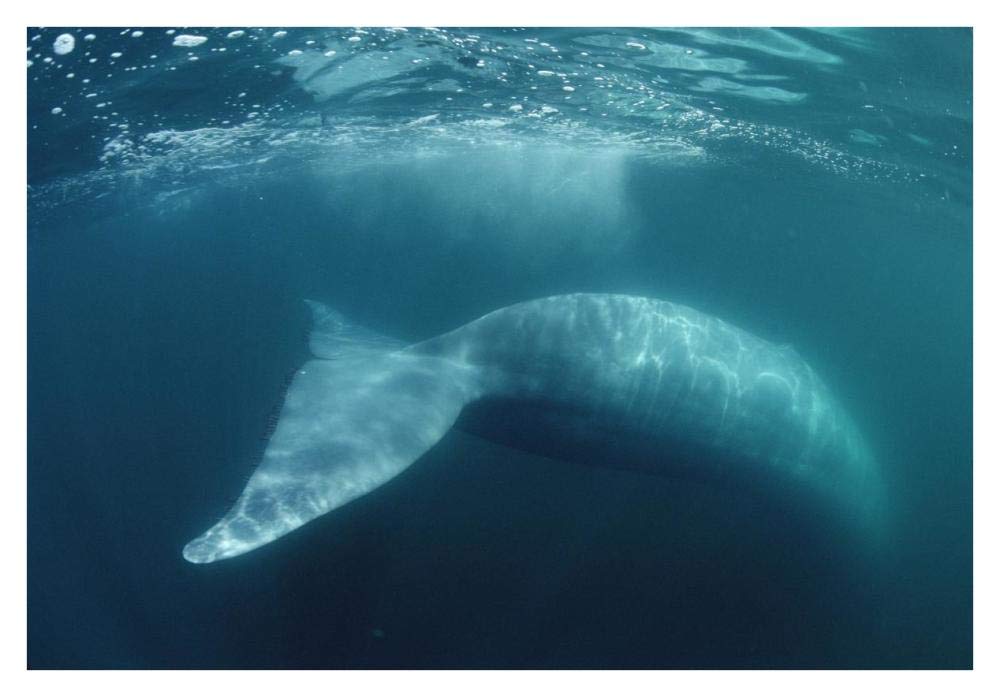 Blue Whale , Sea of Cortez, Mexico-Paper Art-38x26”