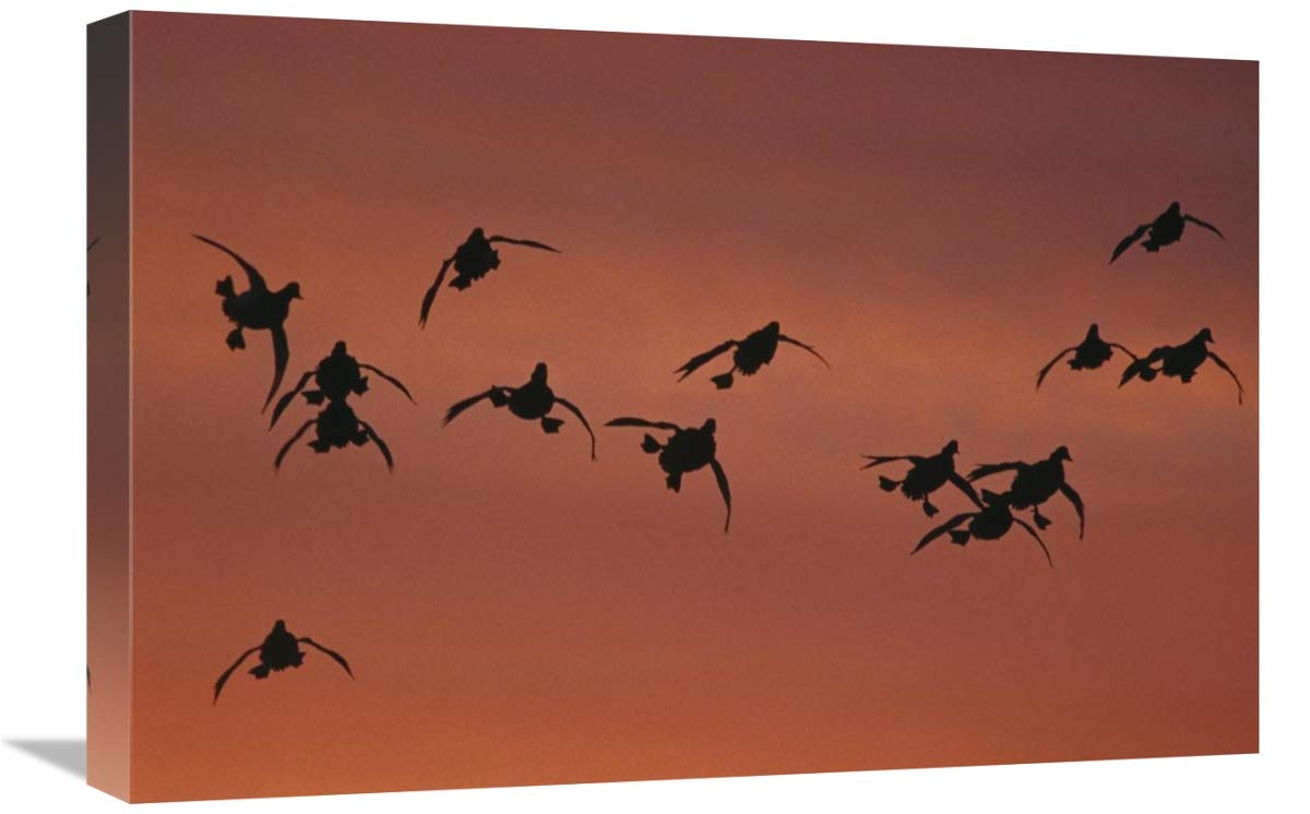 Canvasback duck, flock coming in to land, sunrise, Long Island, New York-Canvas Art-24x16”