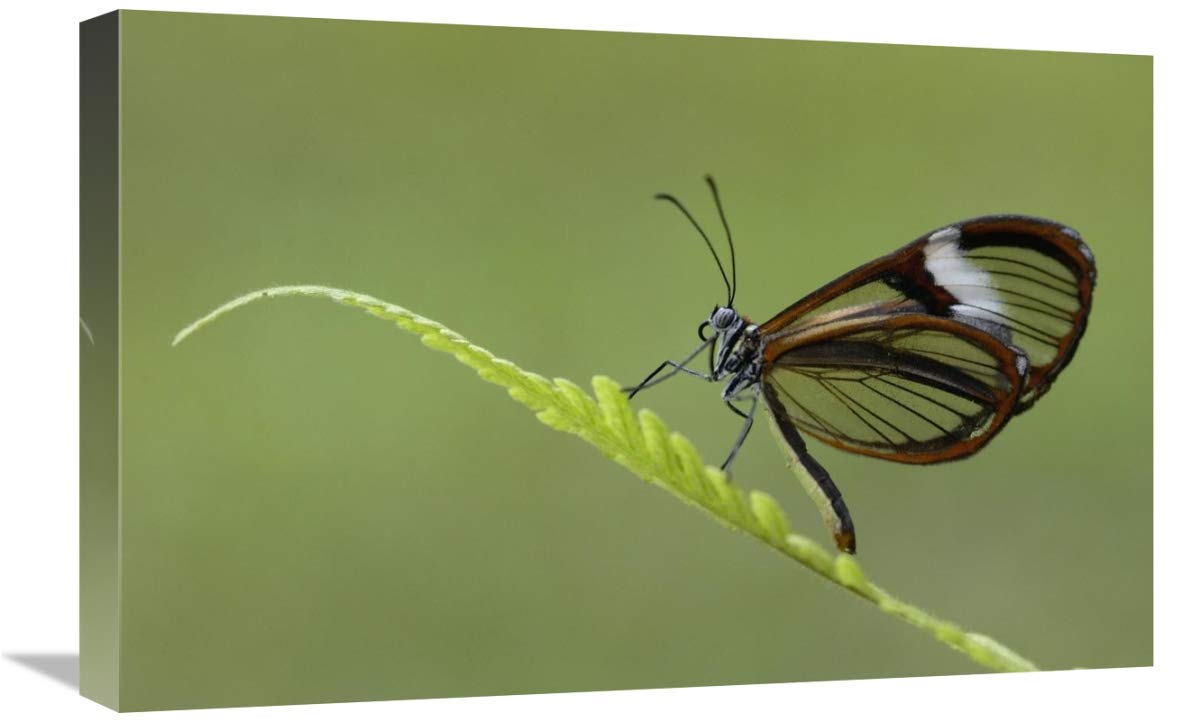 Nymphalid Butterfly, Andes Mountains, Mindo Cloud Forest, Ecuador-Canvas Art-24x16”