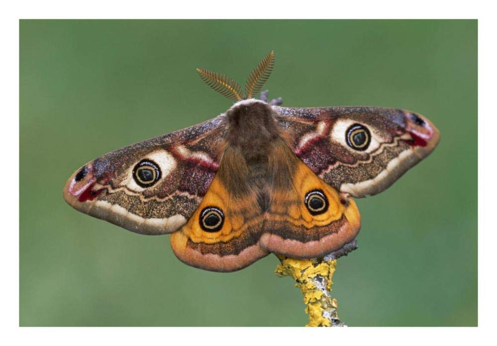 Emperor Moth, Switzerland-Paper Art-26x18”