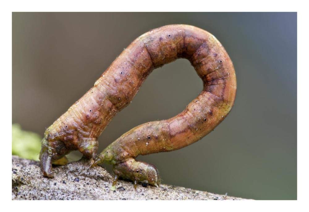 Looper Moth caterpillar crawling, Mindo, western slope of Andes, Ecuador-Paper Art-26x18”