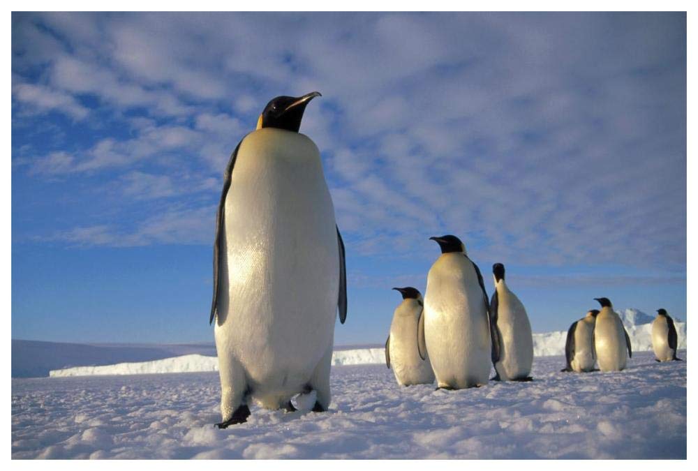 Emperor Penguin group, Kloa Point, Edward VIII Gulf, Antarctica-Paper Art-62x42”