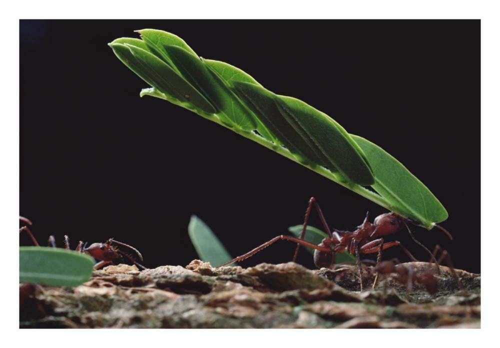 Leafcutter Ant group group carrying leaves, Barro Colorado Island, Panama-Paper Art-26x18”