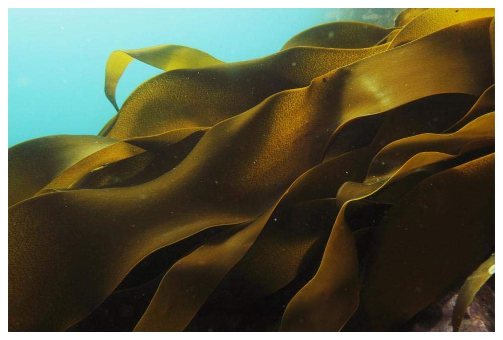 Ribbon Kelp, Antarctica-Paper Art-62x42”
