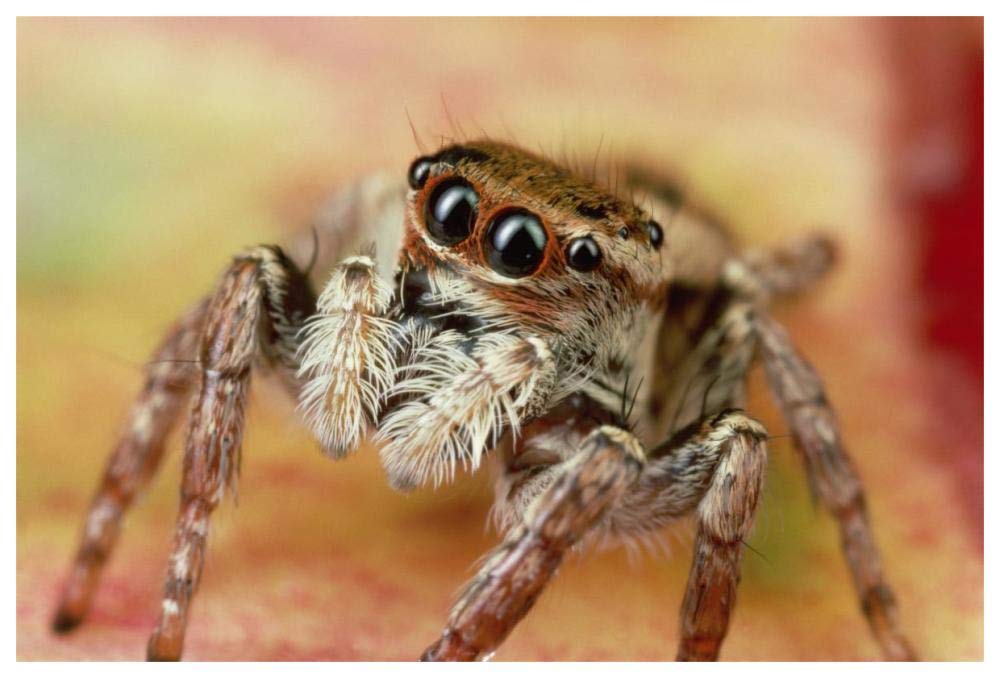 Jumping Spider portrait, Reunion-Paper Art-62x42”