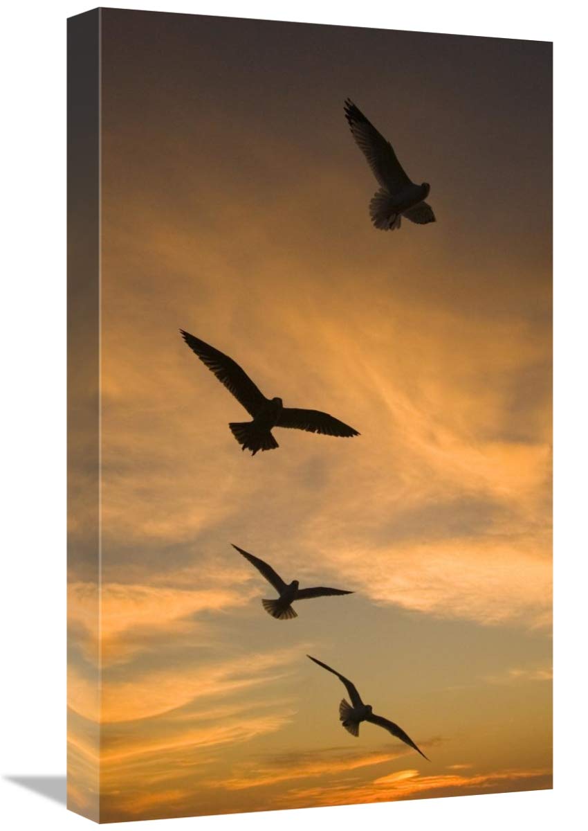 Mew Gull group silhouetted at sunset in La Jolla, California-Canvas Art-13.2x22”