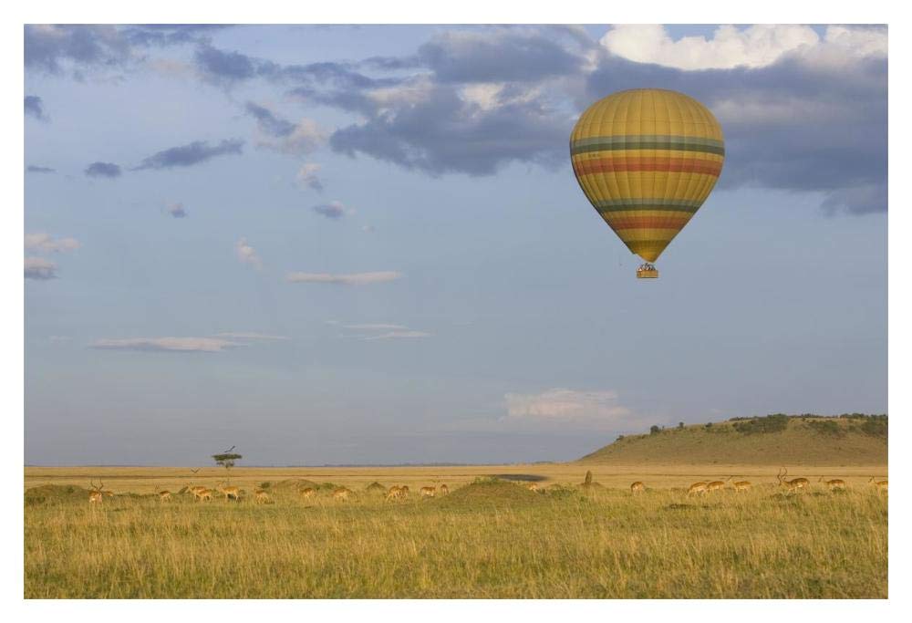 Hot air balloon flying over impala herd, Masai Mara Triangle, Kenya-Paper Art-20x14”