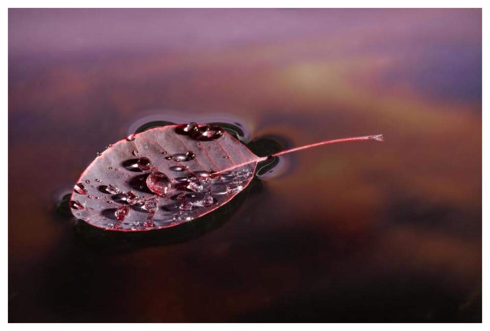 European Smoketree leaf floating with sunset reflections, western Oregon-Paper Art-62x42”