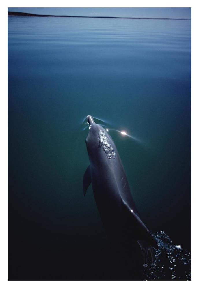 Bottlenose Dolphin surfacing, Australia-Paper Art-14x20”