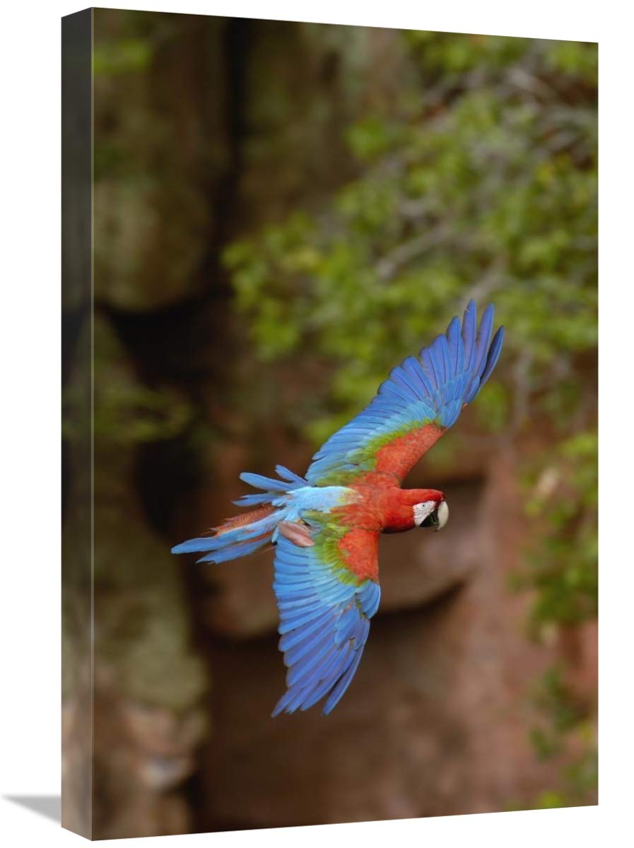 Red and Green Macaw flying, Mato Grosso do Sul, Brazil-Canvas Art-16x24”