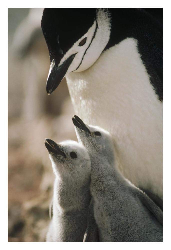 Chinstrap Penguin bowing over twin chicks Nelson Island, South Shetland Islands, Antarctica-Paper Art-22x32”