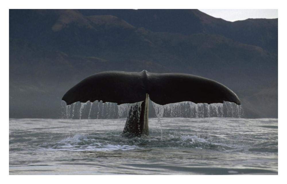 Sperm Whale tail, New Zealand-Paper Art-32x20.6”