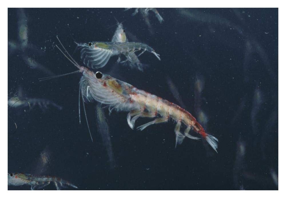 Antarctic Krill, Antarctica-Paper Art-38x26”