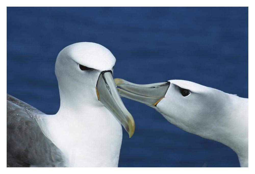 White-capped or Shy Albatross pair courting, Southwest Cape, Auckland Island, New Zealand-Paper Art-20x14”