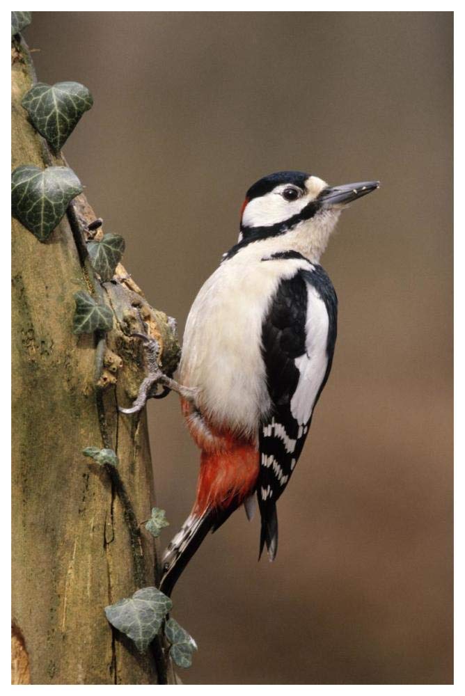 Great Spotted Woodpecker adult on tree trunk, Europe-Paper Art-42x62”