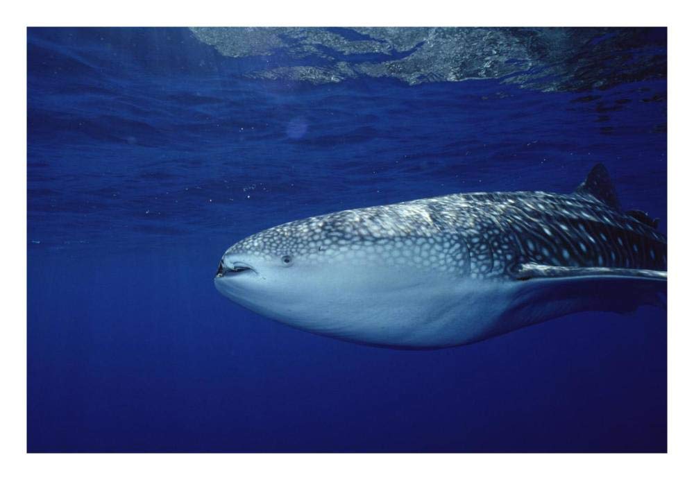 Whale Shark portrait, largest shark species, Cocos Island, Costa Rica-Paper Art-26x18”