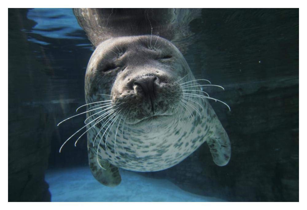 Spotted Seal, Japan-Paper Art-20x14”
