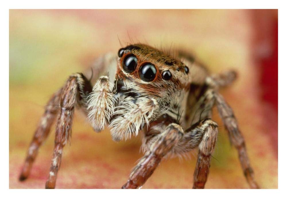 Jumping Spider portrait, Reunion-Paper Art-32x22”