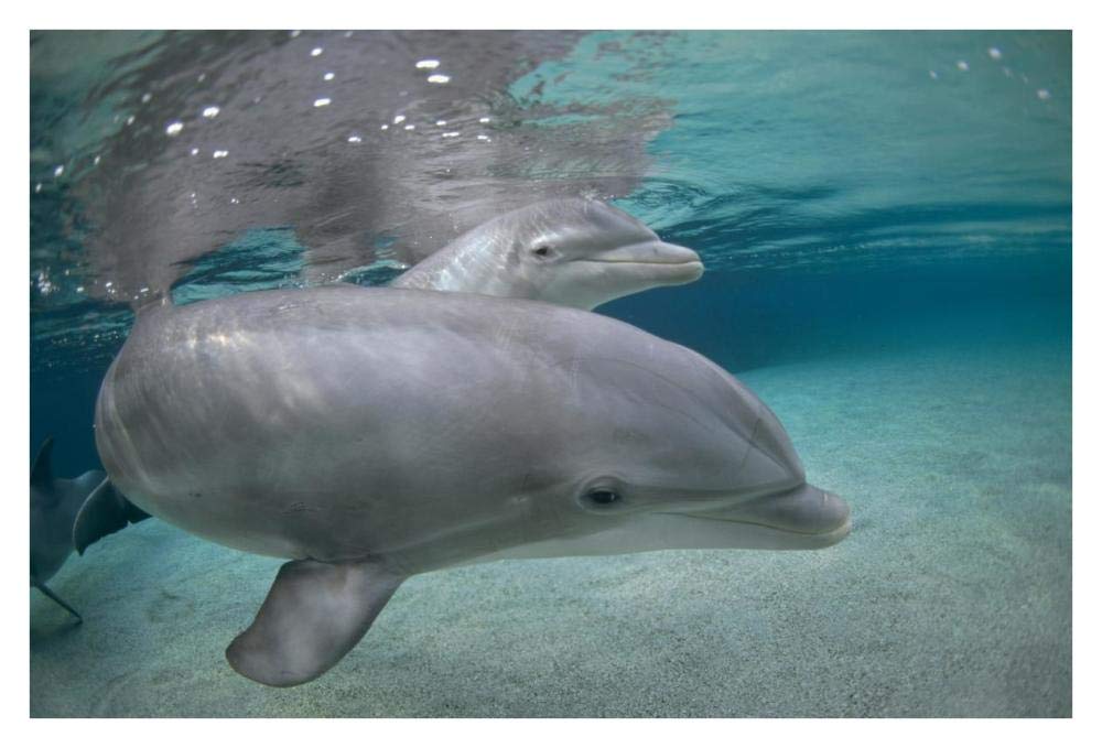 Bottlenose Dolphin, Hawaii-Paper Art-38x26”