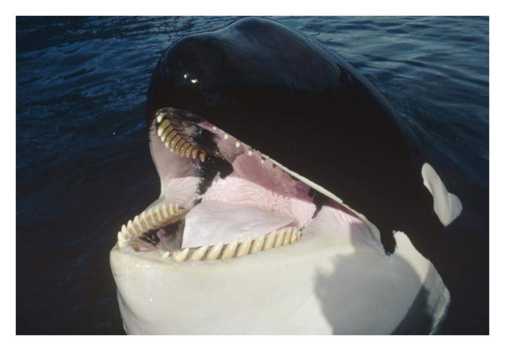 Orca portrait, North America-Paper Art-32x22”