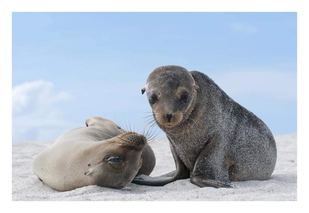 Galapagos Sea Lion female and pup, Galapagos Islands, Ecuador-Paper Art-26x18”