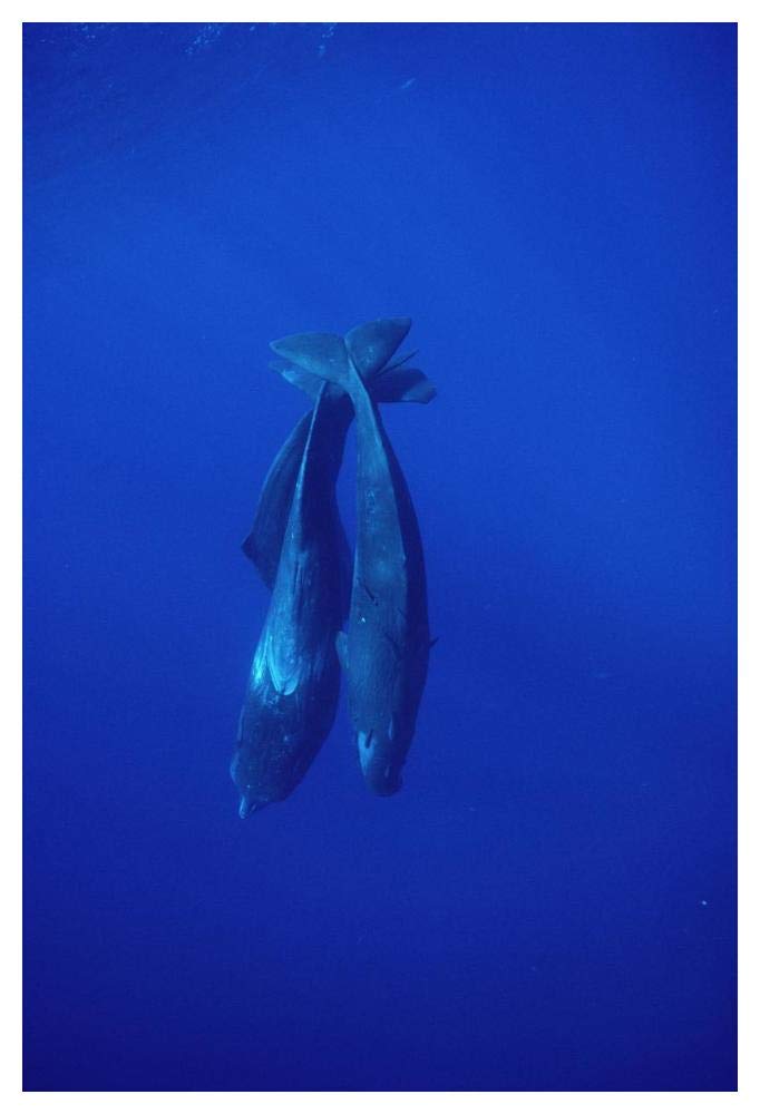 Sperm Whale trio diving, Sri Lanka-Paper Art-34x50”
