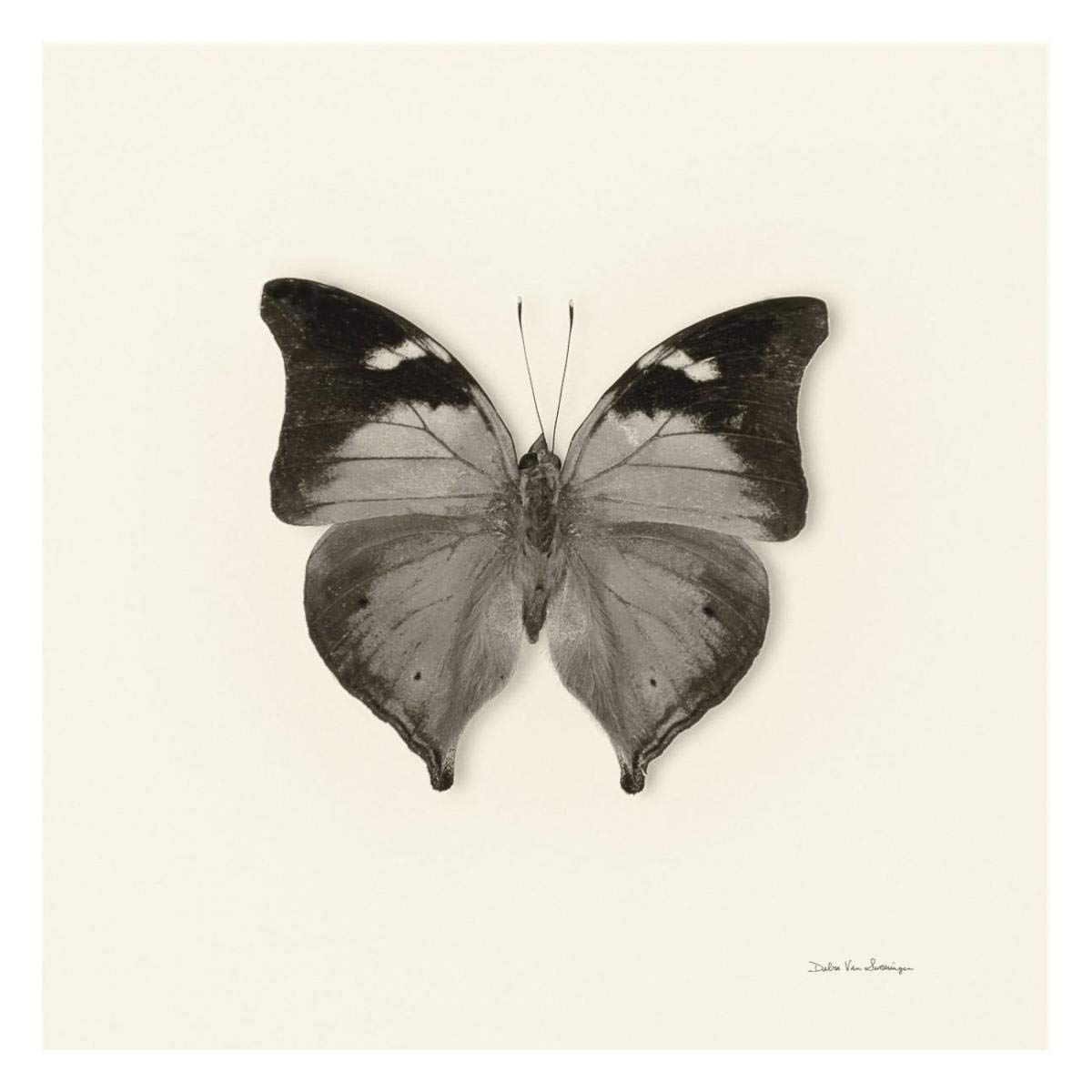 Butterfly VII - BW -Paper Art-26x26”