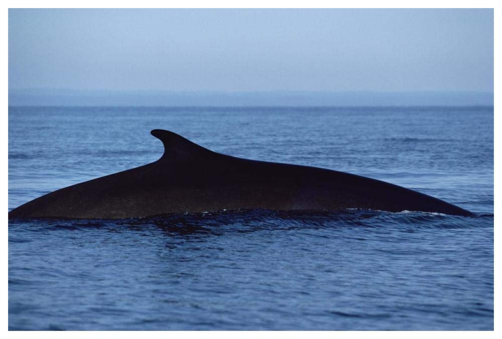 Fin Whale silhouetted dorsal fin, Baja California, Mexico-Paper Art-62x42”