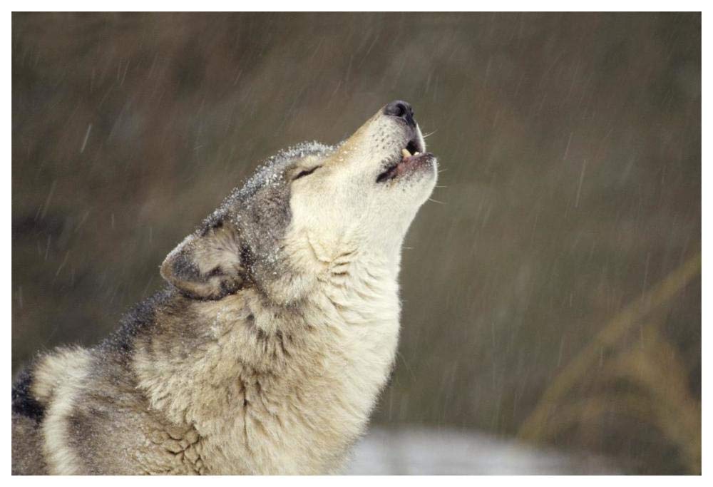 Timber Wolf howling, temperate North America-Paper Art-62x42”