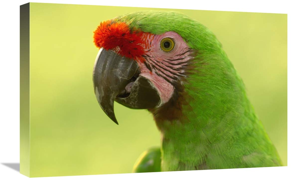Military Macaw portrait, Amazon rainforest, Ecuador-Canvas Art-24x16”