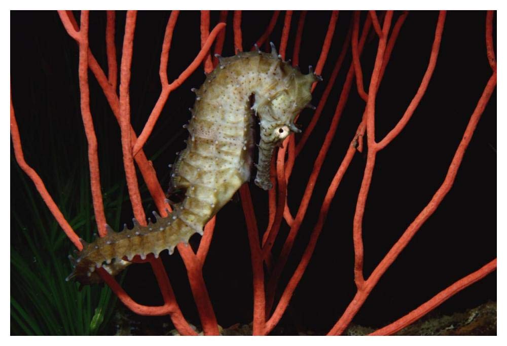 Seahorse on coral, North America-Paper Art-50x34”