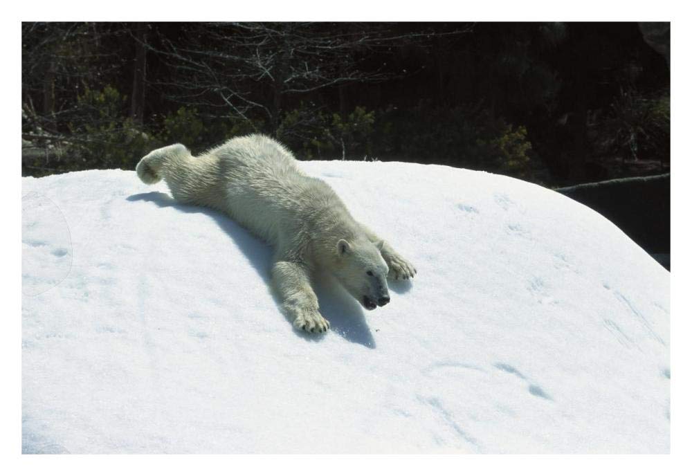 Polar Bear sliding down snow bank, native to Canada-Paper Art-32x22”