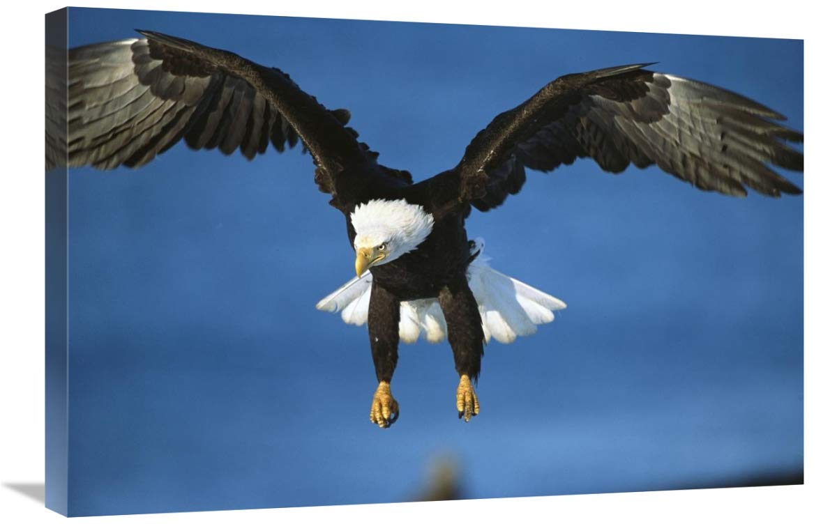 Bald Eagle flying, Kenai Peninsula, Alaska-Canvas Art-30x20”
