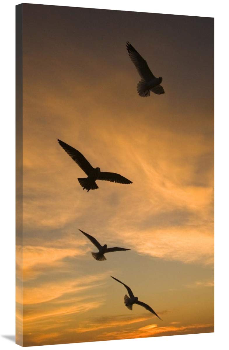 Mew Gull group silhouetted at sunset in La Jolla, California-Canvas Art-24x40”