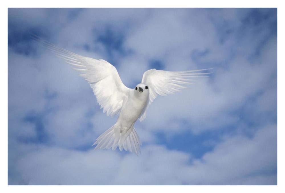 White Tern also known as Fairy Tern, hovering in search of nest site, Midway Atoll, Hawaii-Paper Art-38x26”