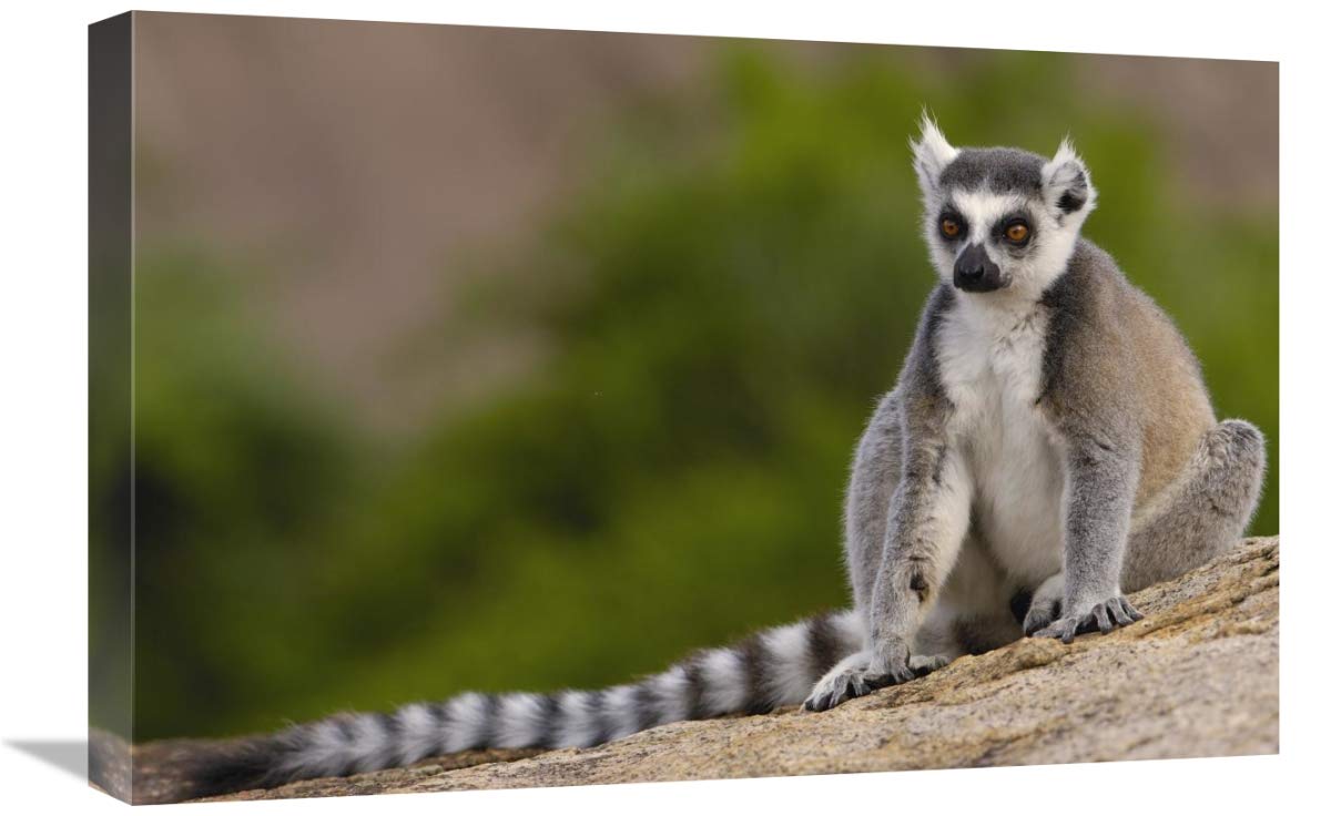 Ring-tailed Lemur in the Andringitra Mountains, Madagascar-Canvas Art-24x16”