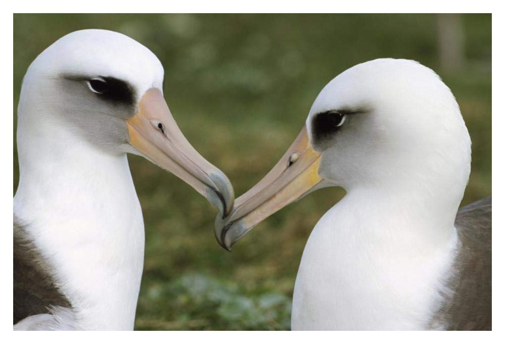 Laysan Albatross pair bonding, Midway Atoll, Hawaii-Paper Art-20x14”
