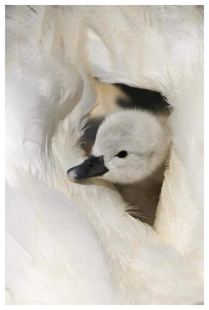 Mute Swan cygnet, on back of adult female, Abbotsbury, Dorset, England-Paper Art-42x62”