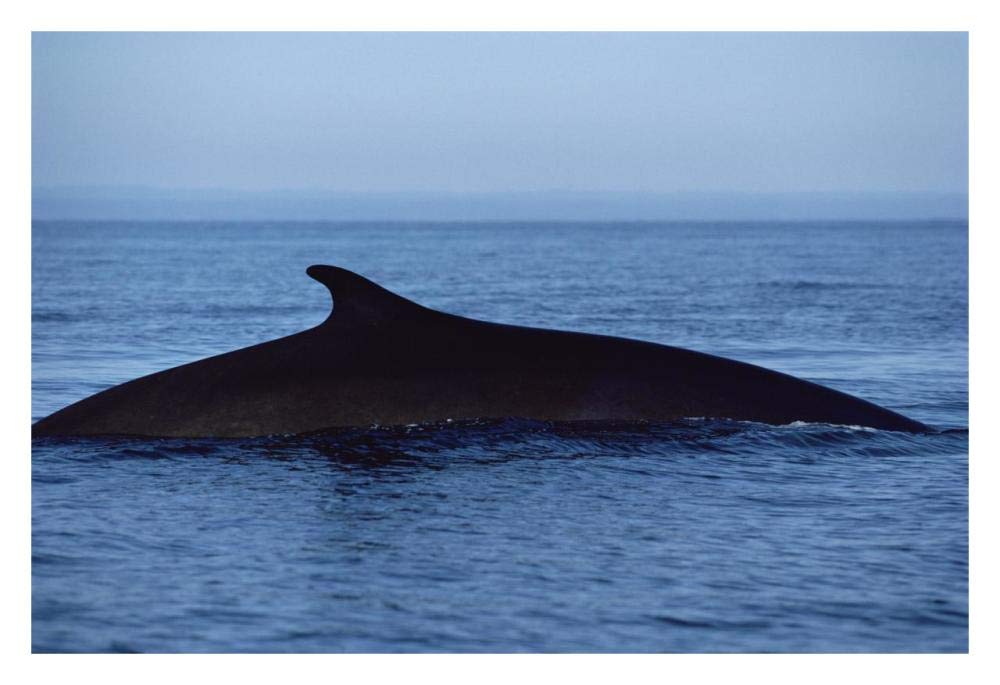 Fin Whale silhouetted dorsal fin, Baja California, Mexico-Paper Art-32x22”
