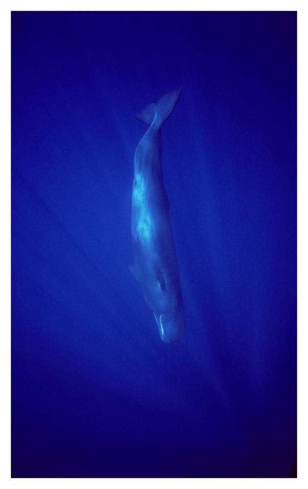 Sperm Whale diving, Indian Ocean-Paper Art-28.84x46”