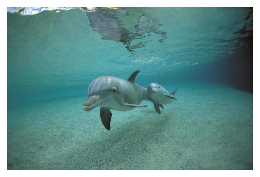 Bottlenose Dolphin underwater mother and young, Hawaii-Paper Art-38x26”